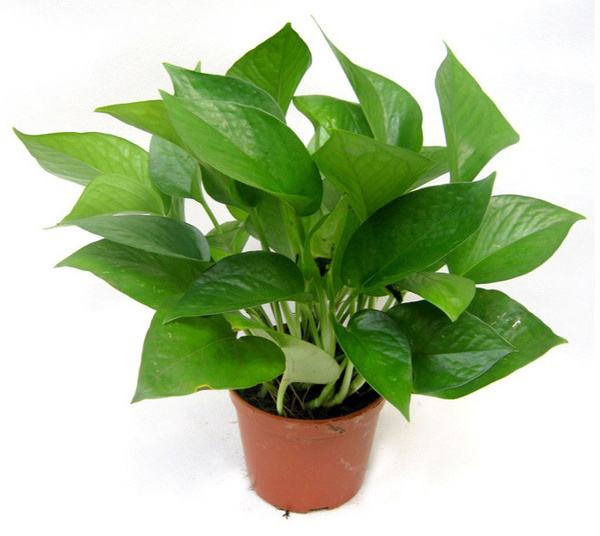 除甲醛植物排行榜前十名，你知道幾個(gè)？